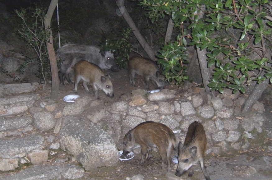 Verr distrutto l''Habitat dei cheloni sardi